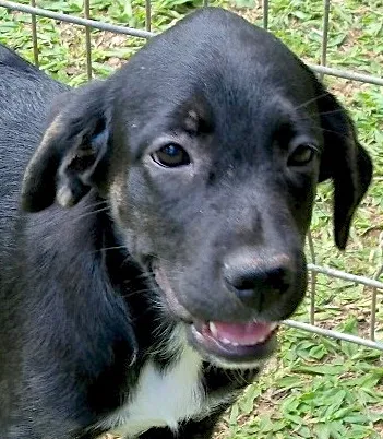 Cachorro ra a SRD idade 2 a 6 meses nome HEIDI