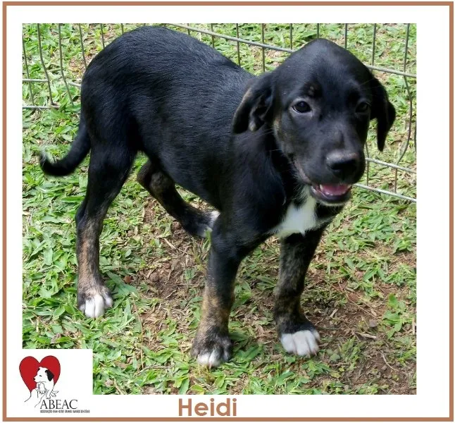 Cachorro ra a SRD idade 2 a 6 meses nome HEIDI
