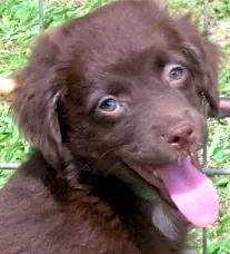 Cachorro ra a SRD idade 2 a 6 meses nome NESCAU