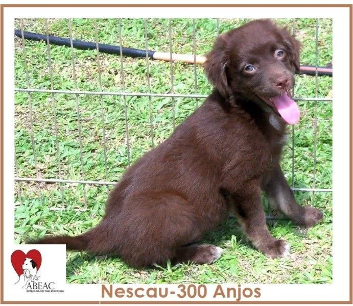 Cachorro ra a SRD idade 2 a 6 meses nome NESCAU
