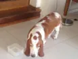 Bob