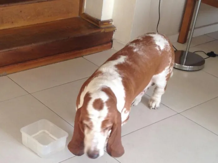 Cachorro ra a Basset  idade 5 anos nome Bob