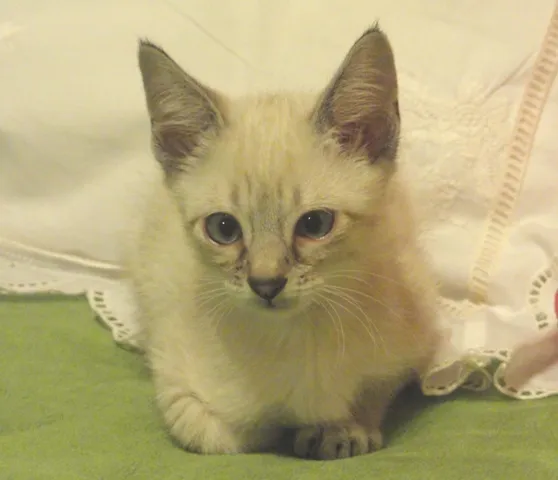 Gato ra a SRD idade 2 a 6 meses nome Angie
