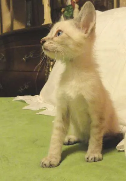 Gato ra a SRD idade 2 a 6 meses nome Angie