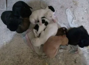 Cachorro raça vira lata idade Abaixo de 2 meses nome sem nome