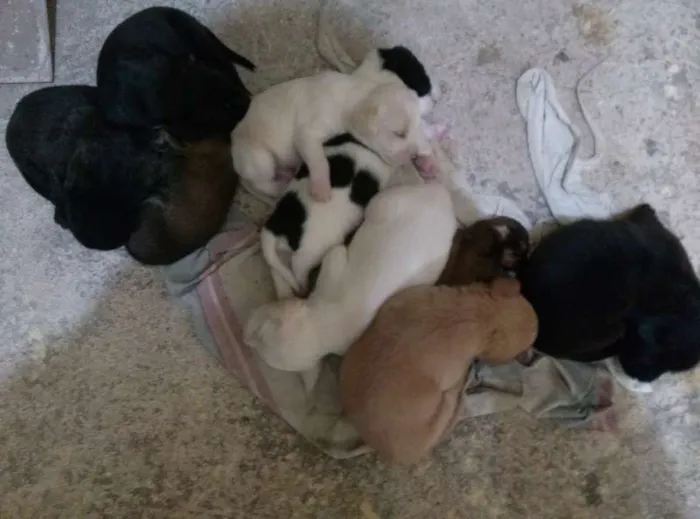 Cachorro ra a vira lata idade Abaixo de 2 meses nome sem nome