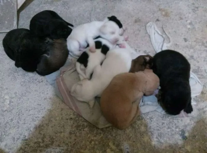 Cachorro ra a vira lata idade Abaixo de 2 meses nome sem nome