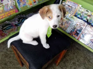Cachorro raça SRD idade 2 a 6 meses nome branquinho