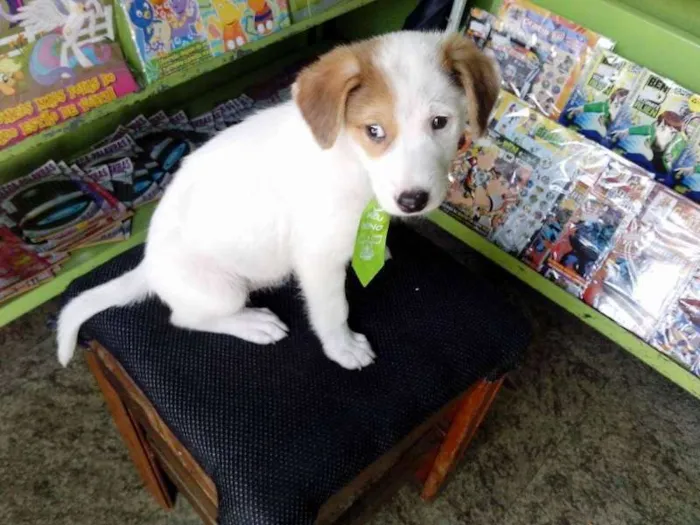 Cachorro ra a SRD idade 2 a 6 meses nome branquinho