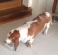 Bob