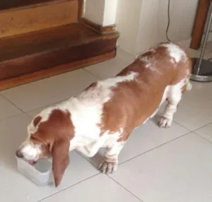 Cachorro raça Basset  idade 5 anos nome Bob