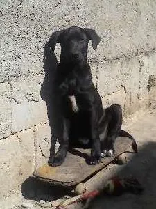 Cachorro raça SRD idade 1 ano nome generico