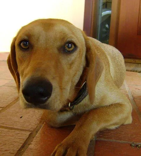 Cachorro ra a SRD idade 1 ano nome amarelo