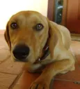 amarelo