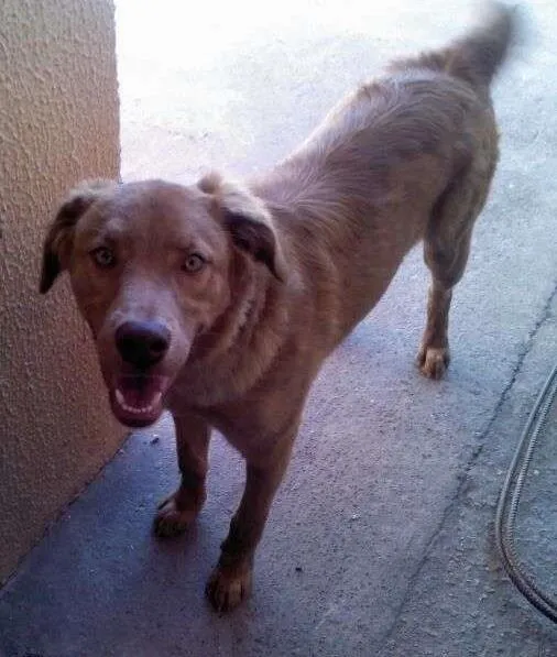 Cachorro ra a Vira Lata idade 1 ano nome Marley