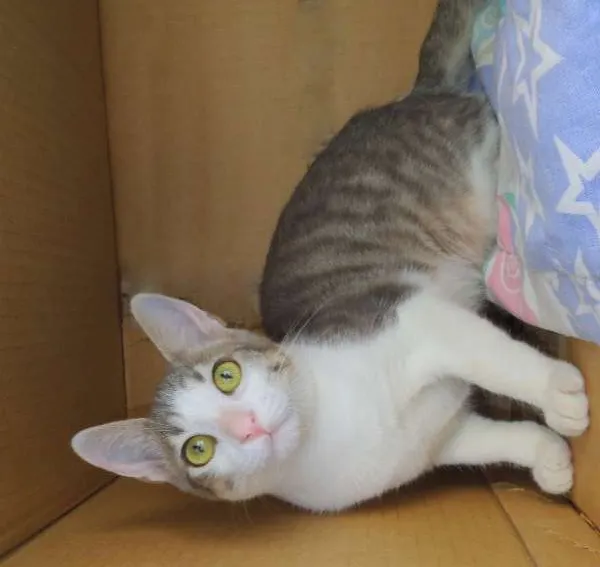 Gato ra a SRD idade 2 a 6 meses nome Adriel