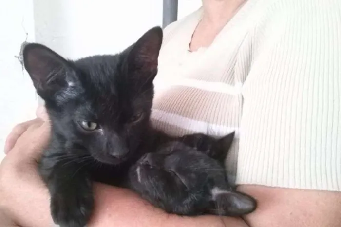 Gato ra a SRD idade Abaixo de 2 meses nome Vlad