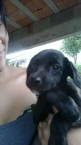 Cachorro raça Vira lata  idade 2 a 6 meses nome Preta 