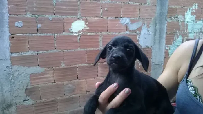 Cachorro raça Vira lata  idade 2 a 6 meses nome Preta 