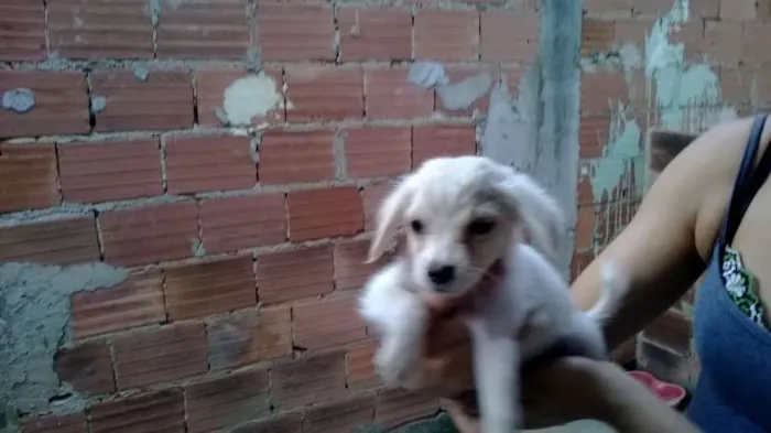 Cachorro raça Vira lata  idade 2 a 6 meses nome Preta 