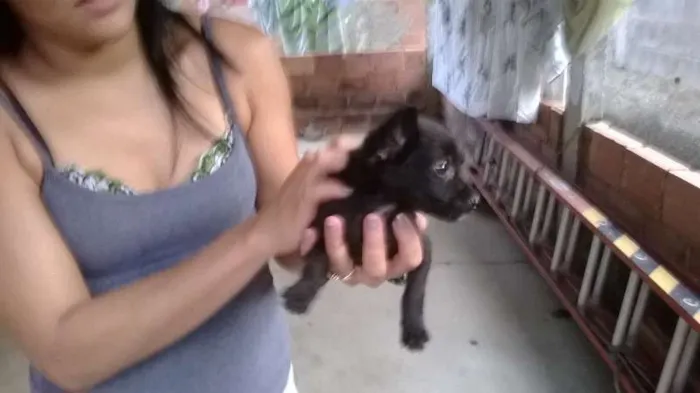 Cachorro raça Vira lata  idade 2 a 6 meses nome Preta 