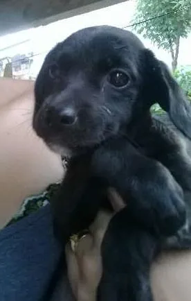 Cachorro raça Vira lata  idade 2 a 6 meses nome Preta 