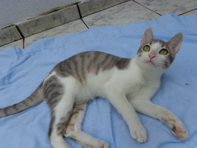 Gato ra a SRD idade 2 a 6 meses nome Adriel