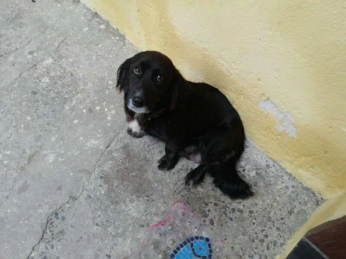 Cachorro ra a vira lata idade Abaixo de 2 meses nome sem nome