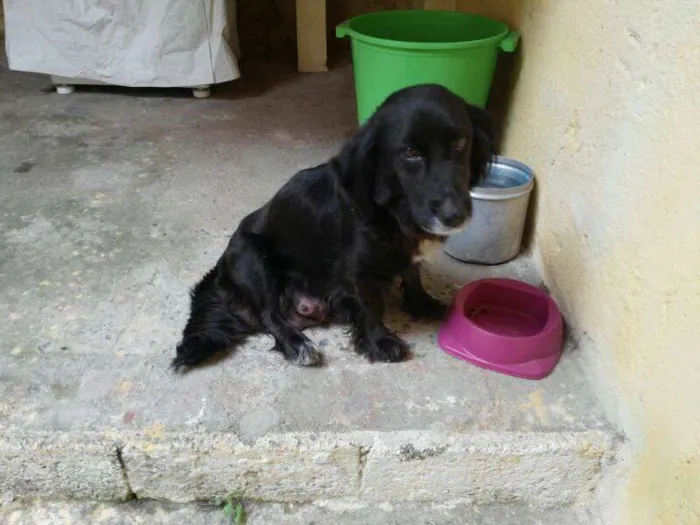 Cachorro ra a vira lata idade Abaixo de 2 meses nome sem nome