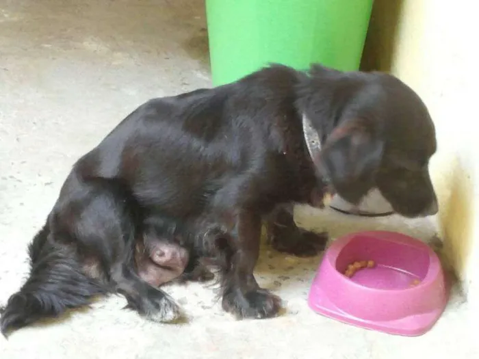Cachorro ra a vira lata idade Abaixo de 2 meses nome sem nome