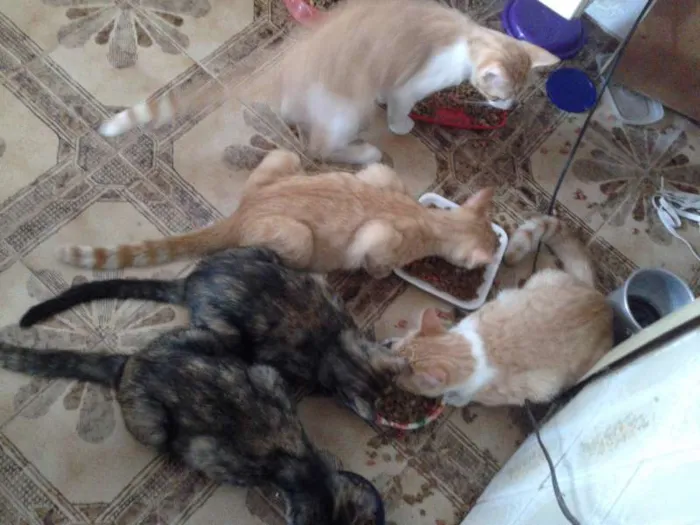 Gato ra a dv idade  nome Lindos gatinhos