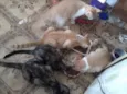Lindos gatinhos