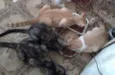 Lindos gatinhos