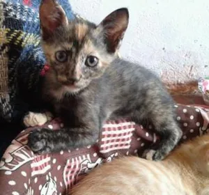 Gato raça dv idade  nome Lindos gatinhos