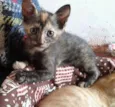 Lindos gatinhos