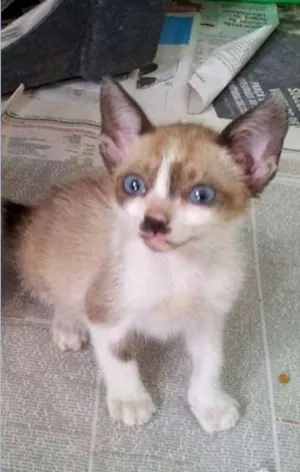 Gato raça SRD idade 2 a 6 meses nome Lili