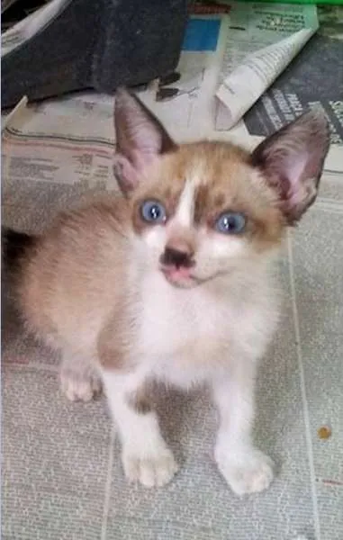 Gato ra a SRD idade 2 a 6 meses nome Lili