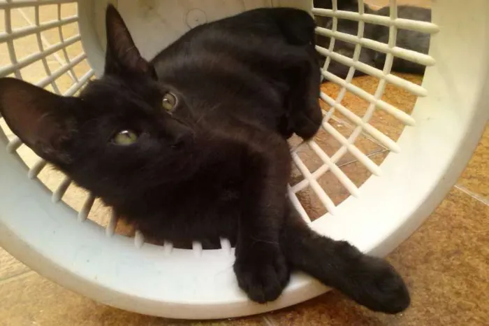 Gato ra a SRD idade Abaixo de 2 meses nome Vlad