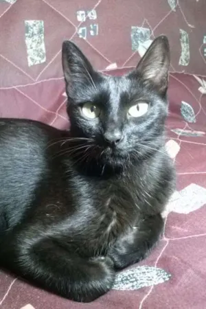 Gato raça SRD idade 1 ano nome Antonella