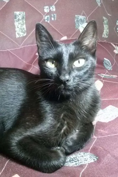 Gato ra a SRD idade 1 ano nome Antonella