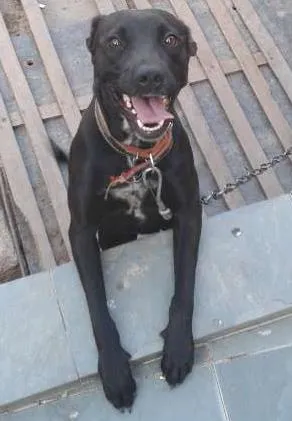 Cachorro raça vira lata idade 1 ano nome Cristal