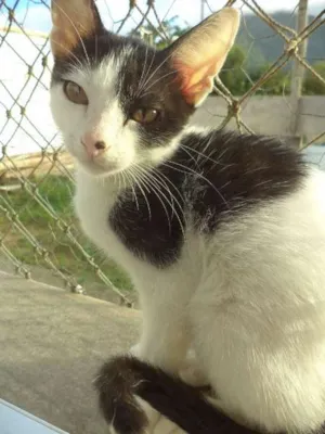 Gato raça SRD idade 7 a 11 meses nome Orion
