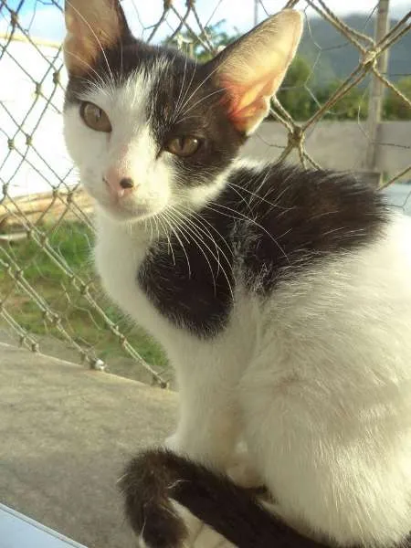Gato ra a SRD idade 7 a 11 meses nome Orion
