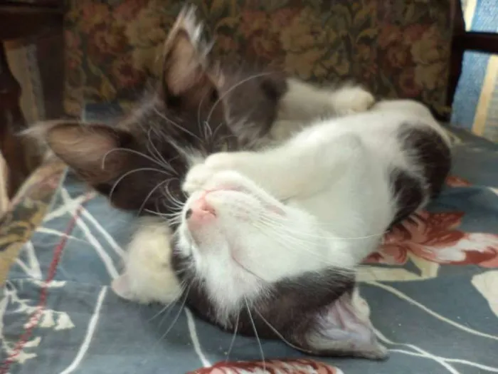 Gato ra a SRD idade 7 a 11 meses nome Orion