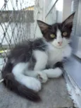Klaus