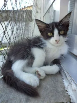 Gato raça SRD idade 7 a 11 meses nome Klaus