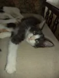 Klaus