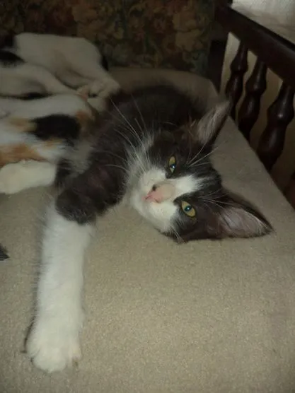 Gato ra a SRD idade 7 a 11 meses nome Klaus