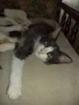 Klaus