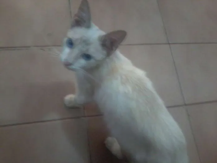 Gato ra a SRD idade 2 a 6 meses nome Fred